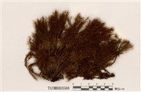 藏品(珠苔屬)的圖片